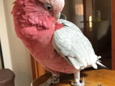 Rose-Breasted Galah Cockatoos for Sale