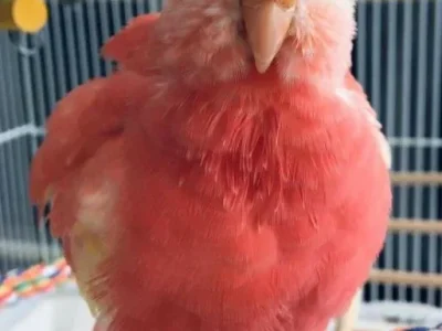 Buy MELODIA – Parakeet Parrot