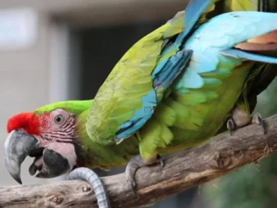 Playful Military Macaws for Sale
